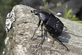 Attēlu rezultāti vaicājumam “Gnorimus variabilis”