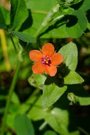 Image result for Anagallis arvensis