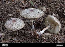 Attēlu rezultāti vaicājumam “Macrolepiota rhacodes var. bohemica”