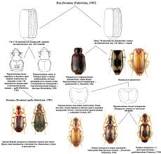Attēlu rezultāti vaicājumam “Dromius quadrimaculatus”
