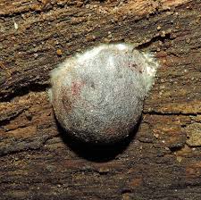 Attēlu rezultāti vaicājumam “Reticularia lobata spores”