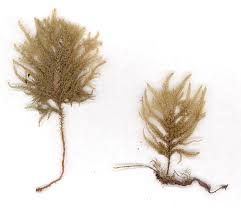 Attēlu rezultāti vaicājumam “Thamnobryum subserratum”