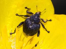 Attēlu rezultāti vaicājumam “Mononychus punctumalbum”