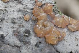 Attēlu rezultāti vaicājumam “Myxarium nucleatum”