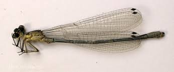 Attēlu rezultāti vaicājumam “Coenagrionidae”