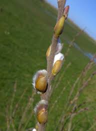 Attēlu rezultāti vaicājumam “Salix daphnoides subsp. acutifolia bud”