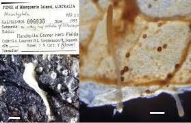 Attēlu rezultāti vaicājumam “Pistillaria sp.”