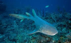 Image result for Ginglymostoma unami