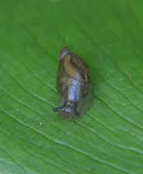 Attēlu rezultāti vaicājumam “Succinea”