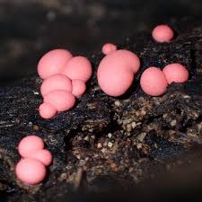 Attēlu rezultāti vaicājumam “Lycogala confusum macro”