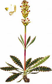 Attēlu rezultāti vaicājumam “Pedicularis sceptrum-carolinum leaf”