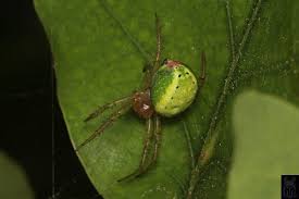 Attēlu rezultāti vaicājumam “Araniella”