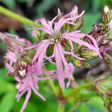 Attēlu rezultāti vaicājumam “Lychnis flos-cuculi”