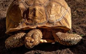 Attēlu rezultāti vaicājumam “Laurilia sulcata”