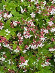 Attēlu rezultāti vaicājumam “Geranium bohemicum fruit”