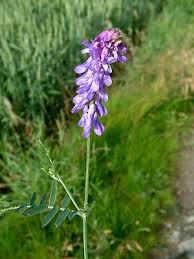 Attēlu rezultāti vaicājumam “Vicia cracca bud”