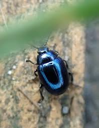 Attēlu rezultāti vaicājumam “Phaedon cochleariae”