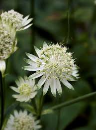 Attēlu rezultāti vaicājumam “Astrantia major fruit”