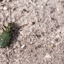 Attēlu rezultāti vaicājumam “Cicindela sylvatica imago”