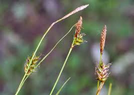 Attēlu rezultāti vaicājumam “Carex hostiana”