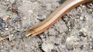 Attēlu rezultāti vaicājumam “Anguis fragilis adult”