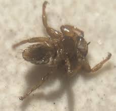 Attēlu rezultāti vaicājumam “Lipoptena cervi”