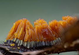 Attēlu rezultāti vaicājumam “Leocarpus sp.”