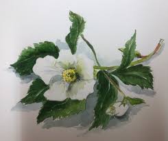 Image result for Christrose