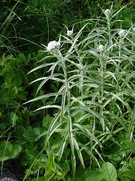 Attēlu rezultāti vaicājumam “Anaphalis margaritacea flower”