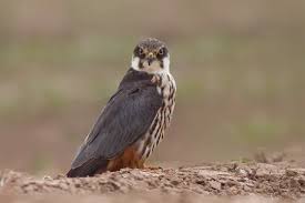 Attēlu rezultāti vaicājumam “Falco subbuteo”