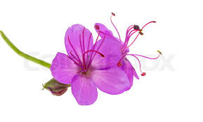 Attēlu rezultāti vaicājumam “Geranium bohemicum flower”