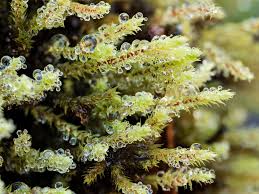 Attēlu rezultāti vaicājumam “Philonotis fontana”