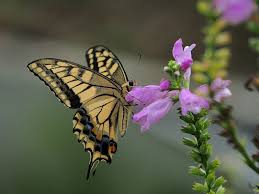 Attēlu rezultāti vaicājumam “Papilio machaon underside”