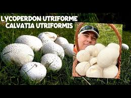 Attēlu rezultāti vaicājumam “Calvatia utriformis”