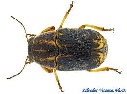 Attēlu rezultāti vaicājumam “Chrysomelidae”