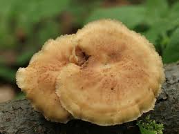 Attēlu rezultāti vaicājumam “Polyporus tuberaster”