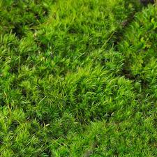 Attēlu rezultāti vaicājumam “Dicranum scoparium sporophyte”