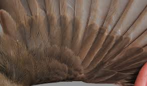 Attēlu rezultāti vaicājumam “Sylvia borin adult”