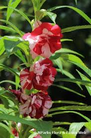 Attēlu rezultāti vaicājumam “Balsaminaceae”