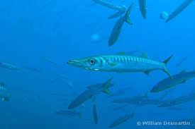 Image result for Sphyraena viridensis