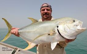 Image result for Caranx hippos