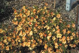 Image result for Mimulus x hybrida