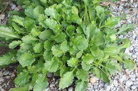 Attēlu rezultāti vaicājumam “Leucanthemum vulgare leaf”