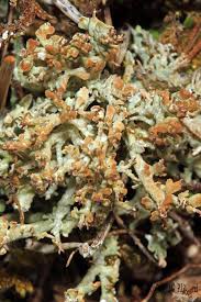 Attēlu rezultāti vaicājumam “Cladonia ramulosa”