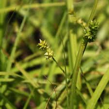 Attēlu rezultāti vaicājumam “Carex cespitosa flower”