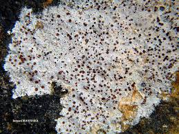 Attēlu rezultāti vaicājumam “Trapelia coarctata”