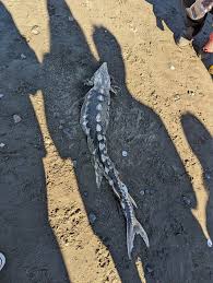 Image result for Acipenser medirostris