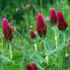 Image result for Trifolium incarnatum