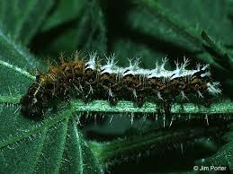 Attēlu rezultāti vaicājumam “Polygonia c-album larva”