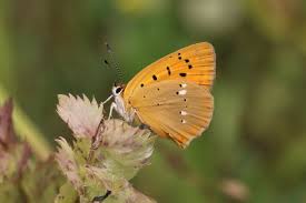 Attēlu rezultāti vaicājumam “Lycaena virgaureae underside”